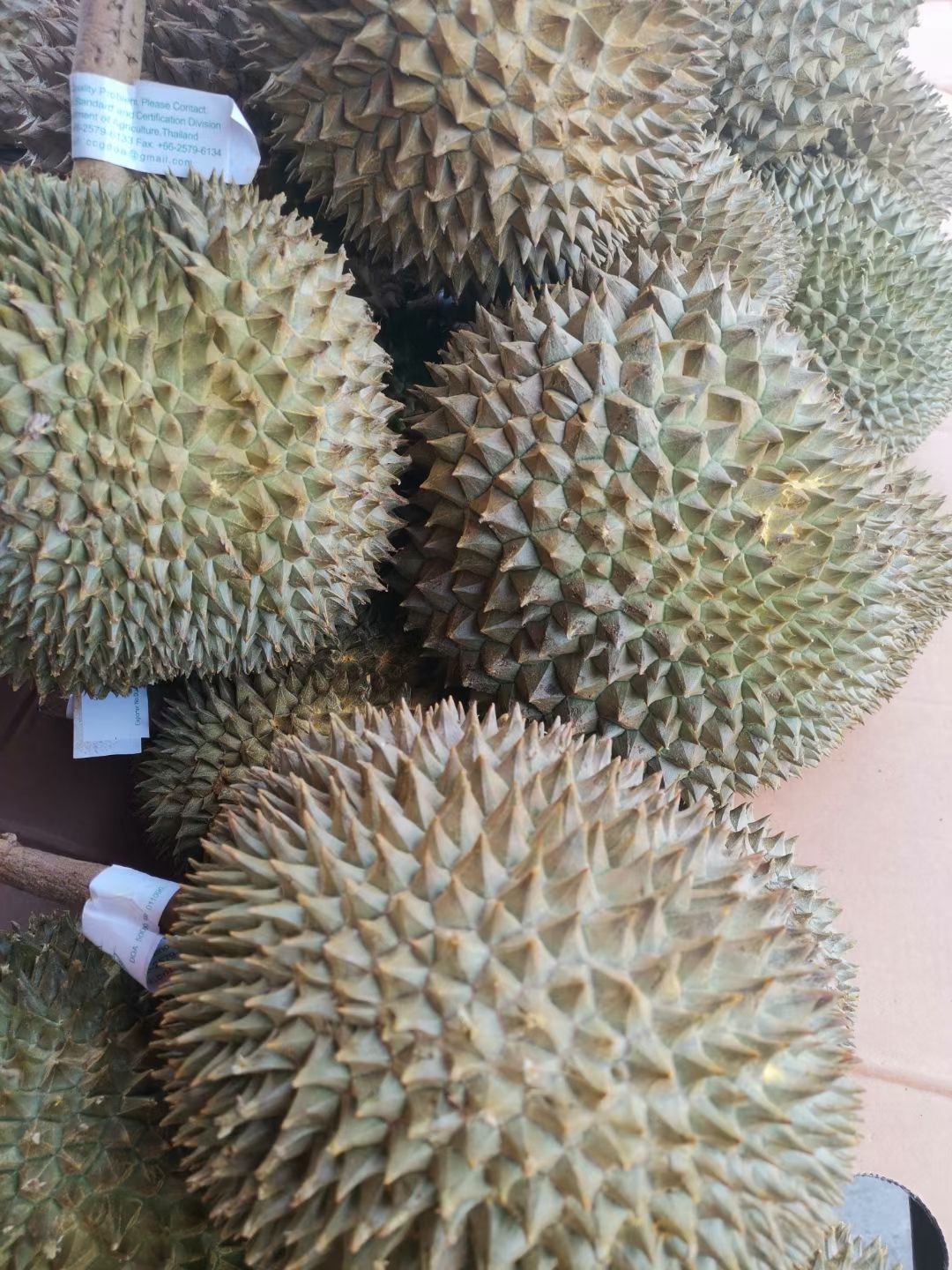 越南榴莲巴掌 金枕 长柄
