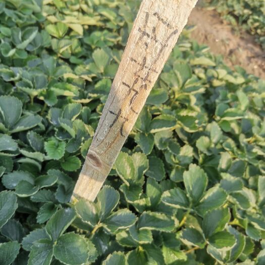 启东市 红颜草莓苗自己家种还剩下5万颗左右