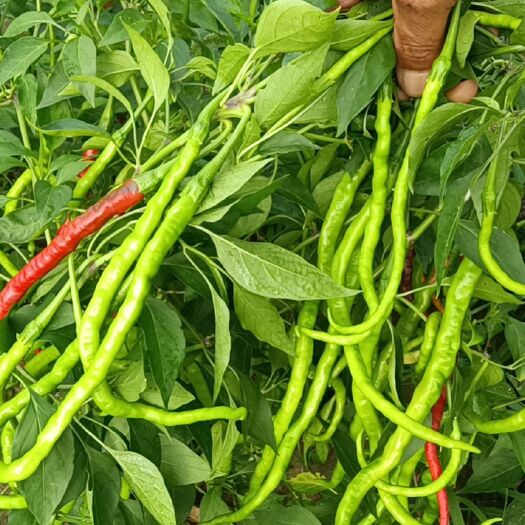 太康县线椒 7号辣椒 量大，有需要的可以联系我