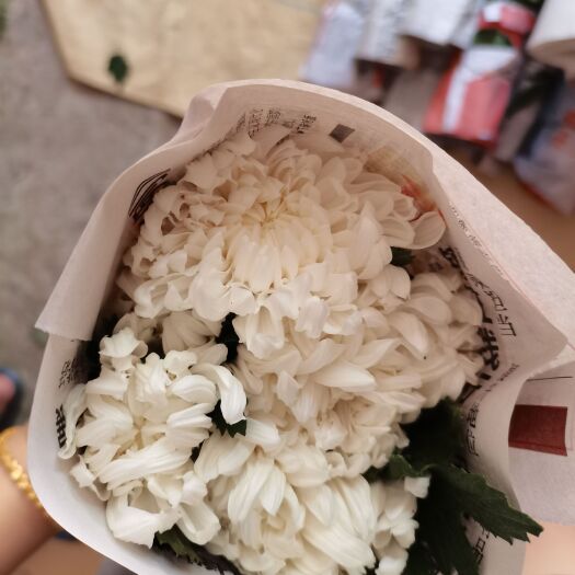 新沂市白菊 A货白善，质量杠杠的