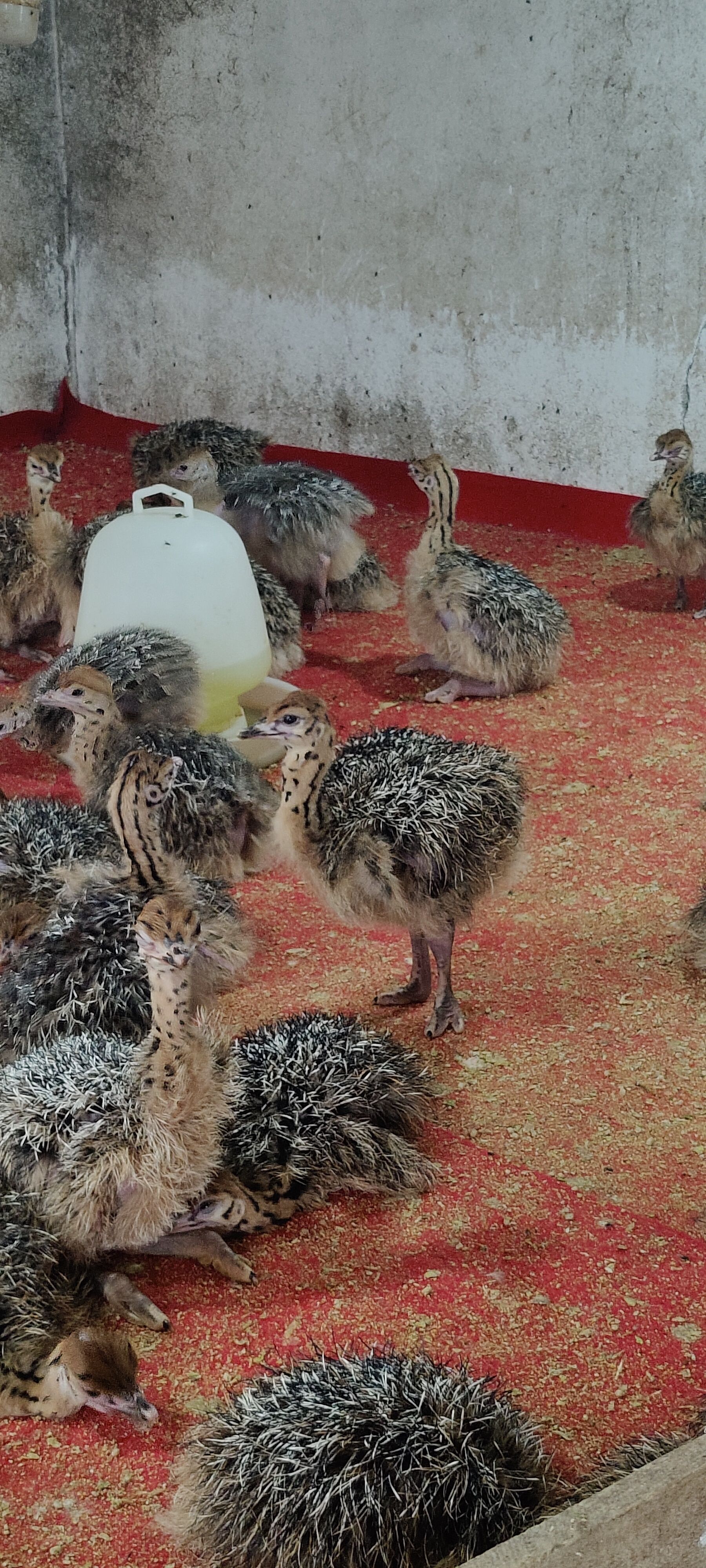 鸵鸟苗~7天龄非洲鸵鸟苗，