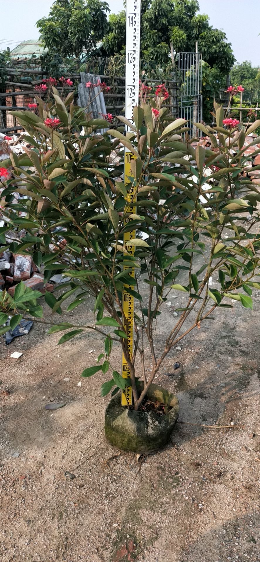  琴叶珊瑚