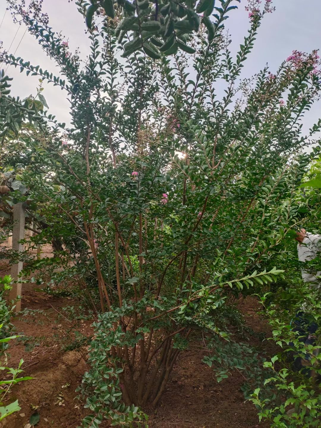 丛生紫薇，丛生百日红，细叶紫薇，陕西紫薇，紫薇产地，紫薇基地