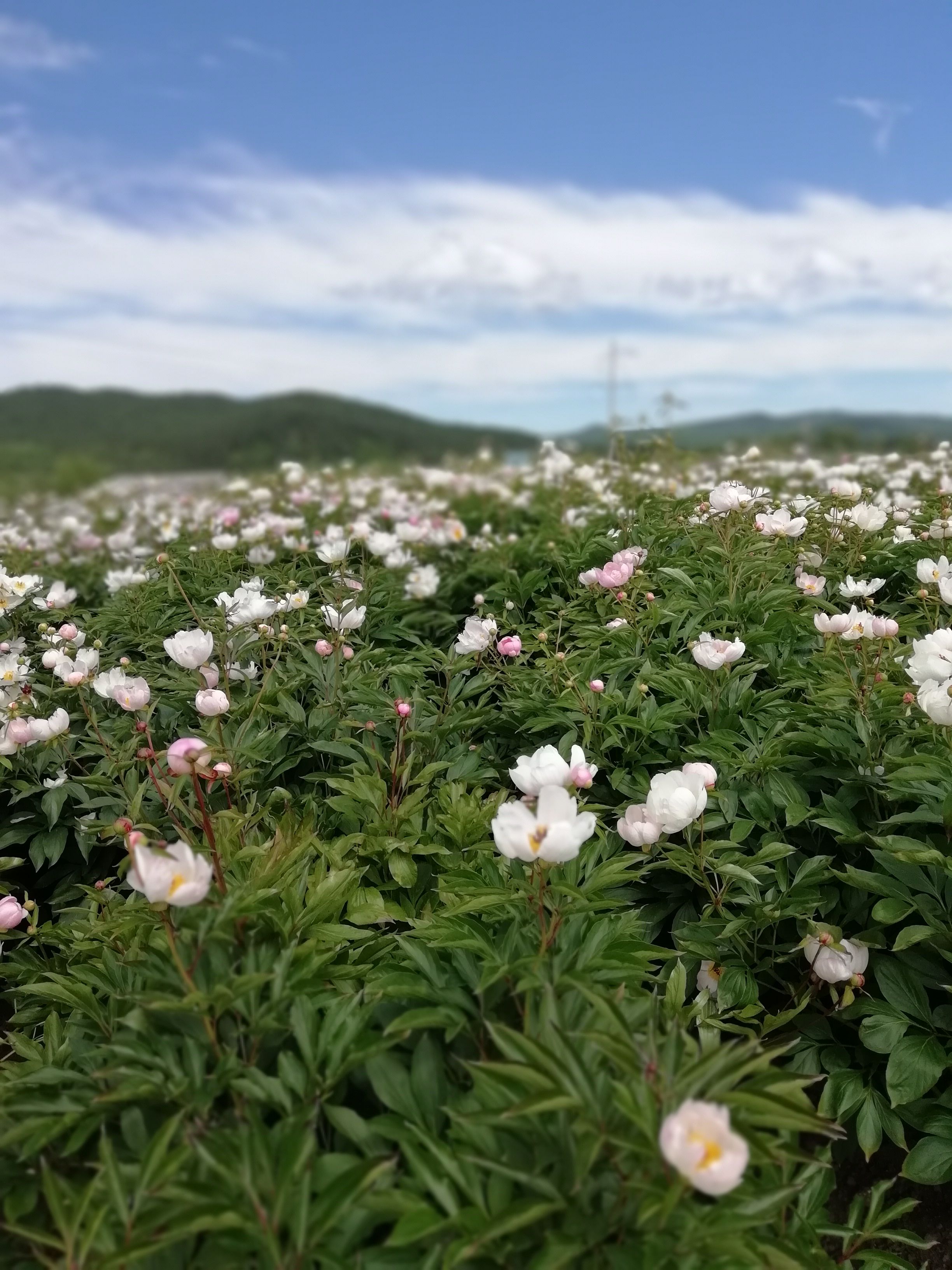 中药材赤芍  赤芍鲜货