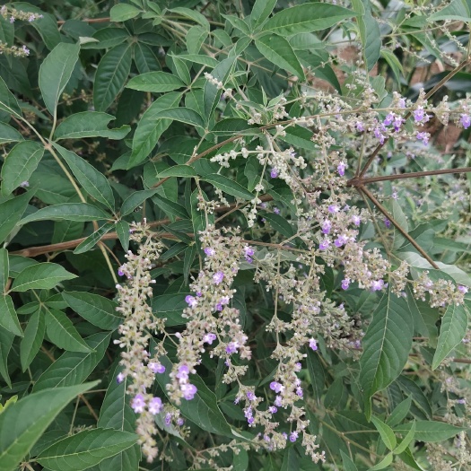 黄平县黄荆子 牡荆  天然 量大从优
