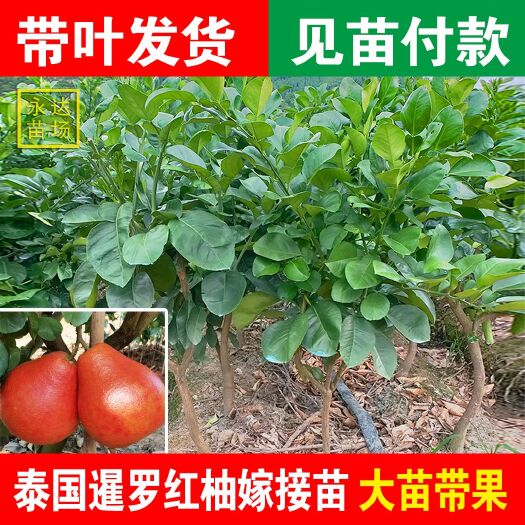 平和县暹罗柚苗  泰国暹罗红柚苗，基地直销，批发出售，泰国红柚苗