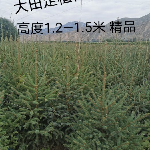 永登县青海云杉，大田定植，兰州市永登县连城镇