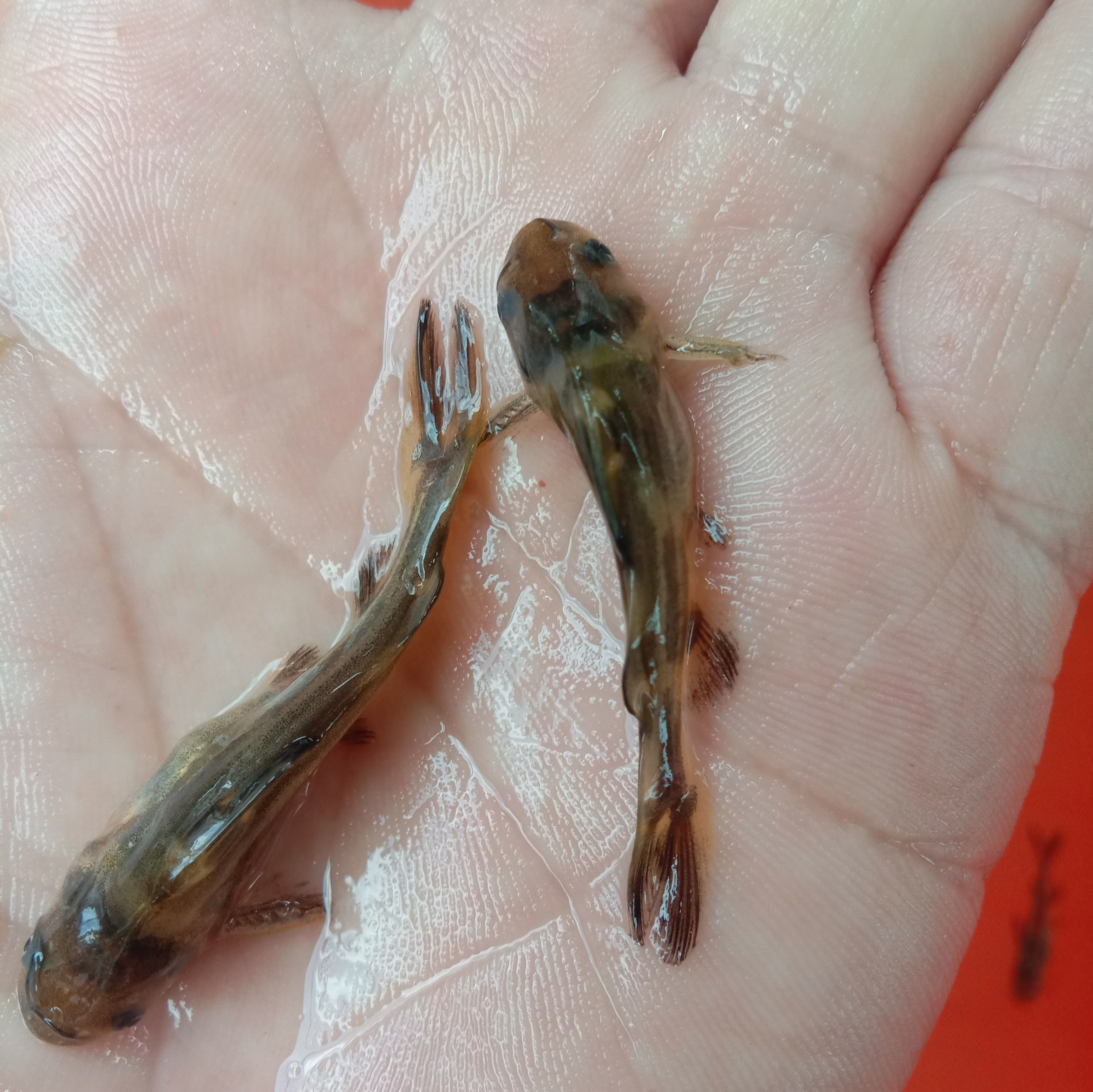黄颡鱼苗  黄骨鱼，又名黄颡鱼，黄辣丁鱼饲料为主，量大从优。
