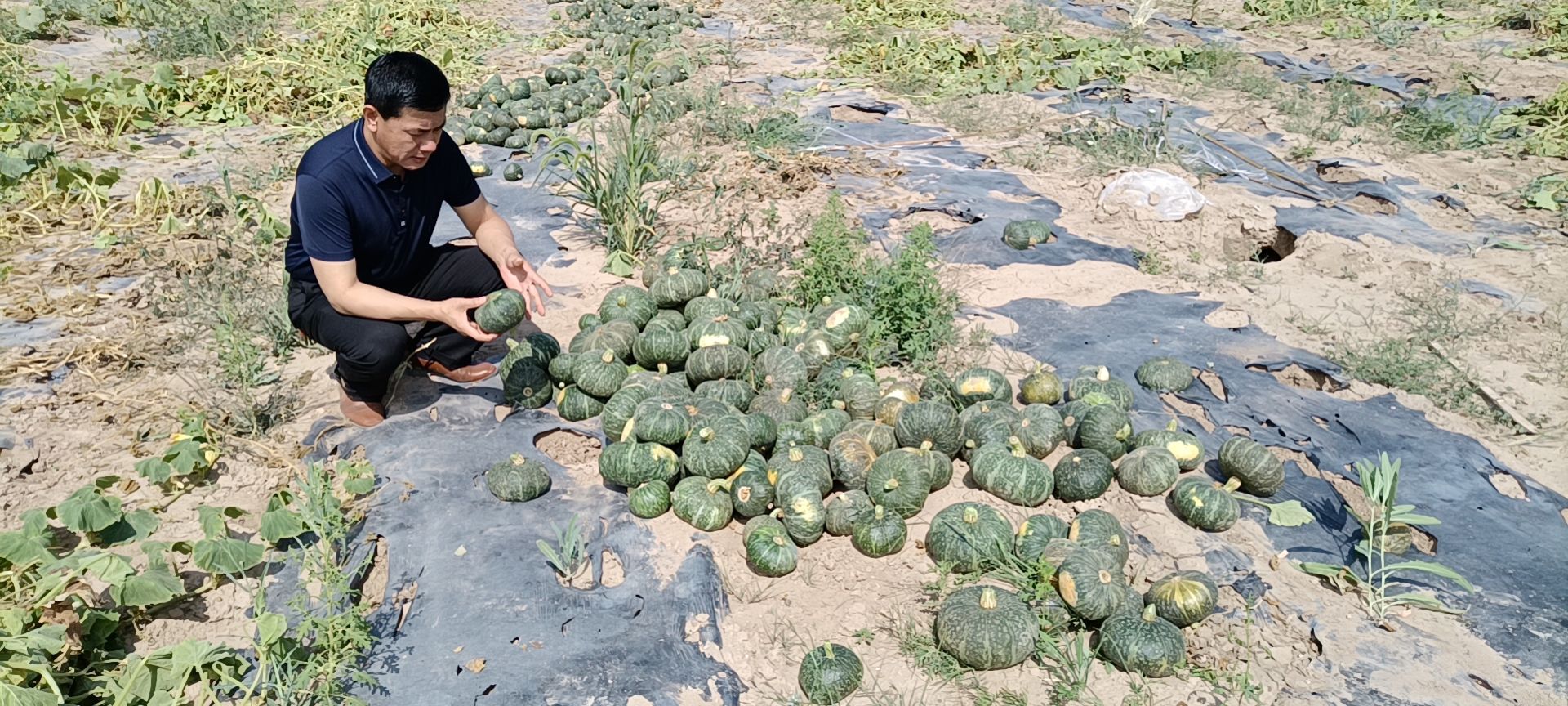 嫩南瓜 陕西省延安市吴起县 1~2斤 