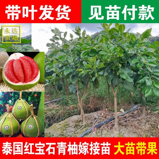 平和县泰国红宝石柚苗  泰国青柚苗，泰国青柚苗，泰国红心青柚苗，青