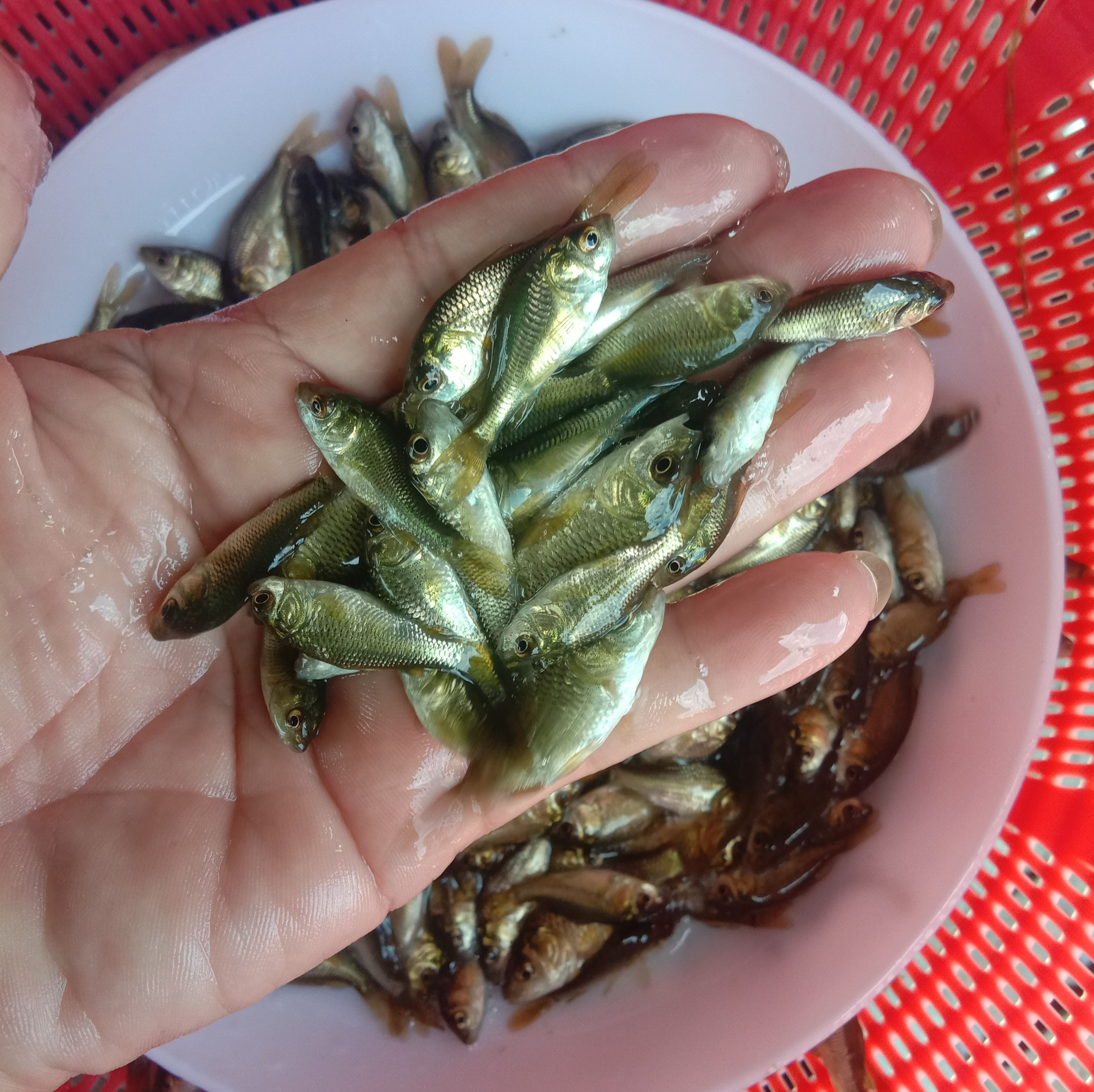鲫鱼苗  快大鲫鱼