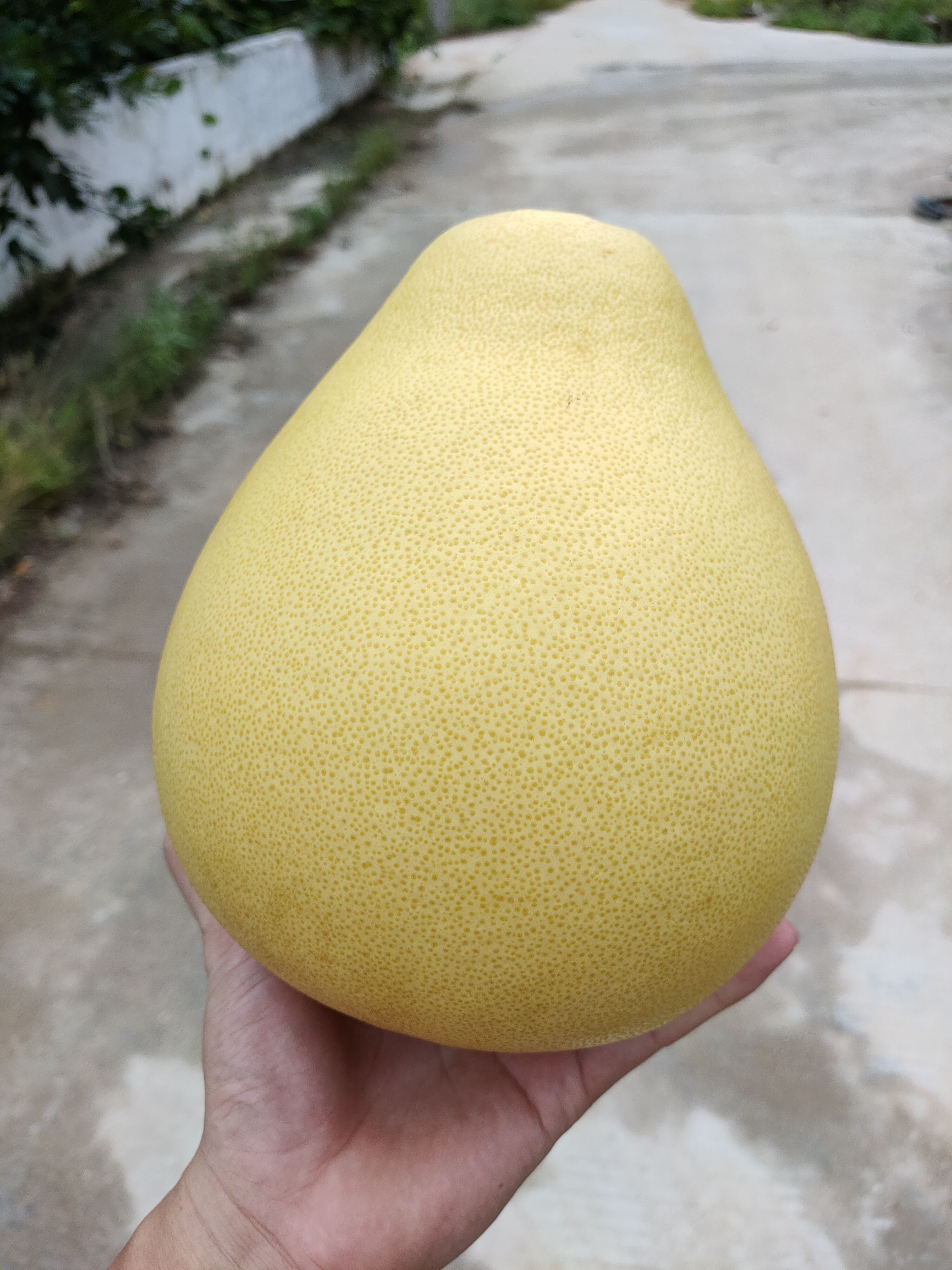 三红柚 梅州金柚