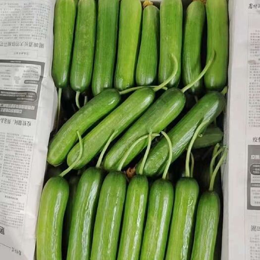 菏泽小游（精品水果黄瓜现摘现发货）