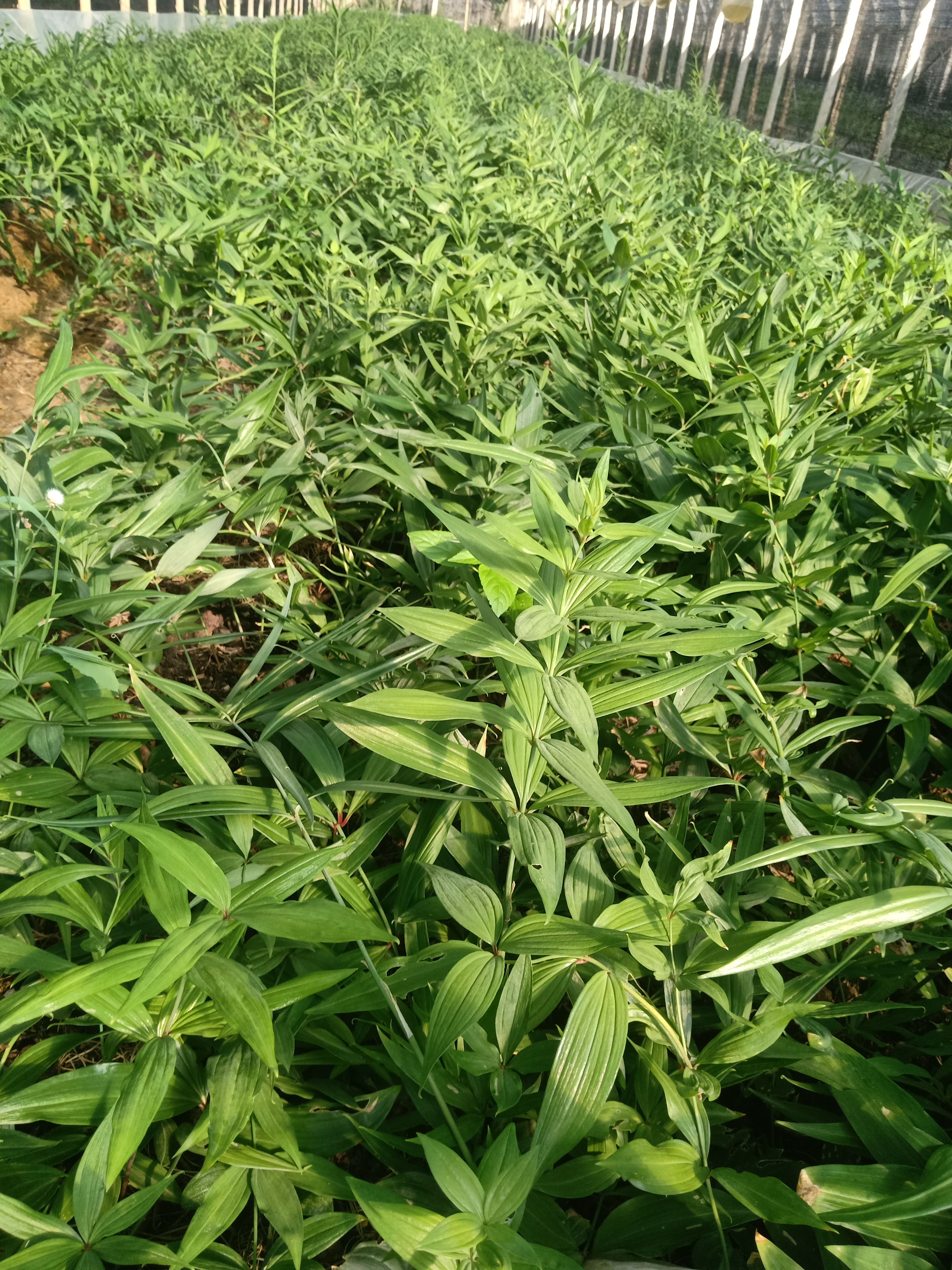 黄精种苗 滇黄精2年苗  包种植技术  包回收