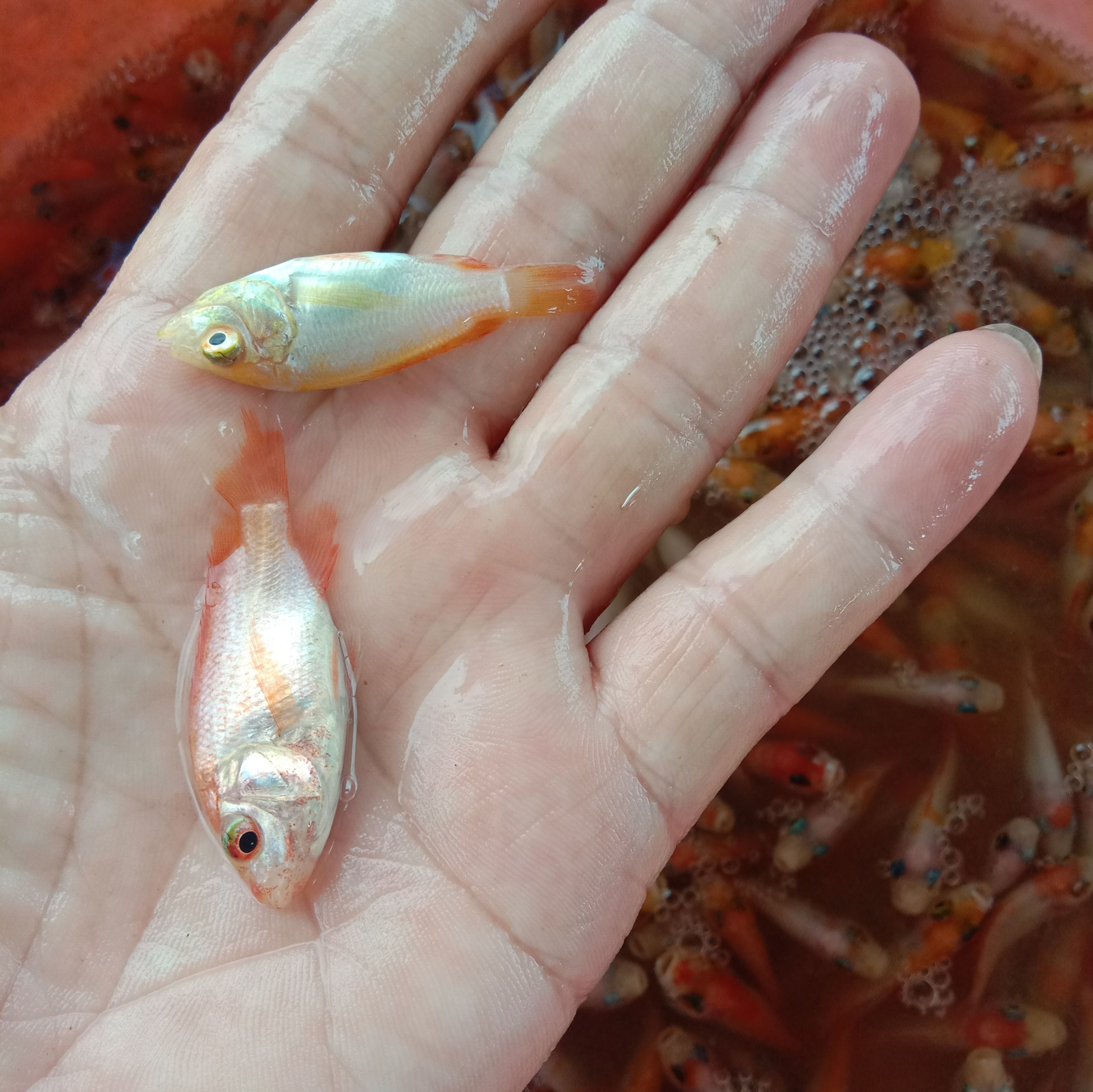 红罗非鱼苗，红罗非。