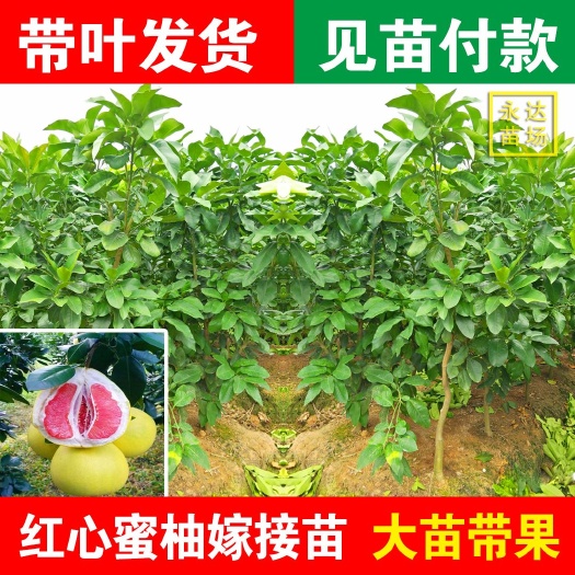 平和县红心柚苗  红心蜜柚苗四年苗，红心红肉蜜柚苗四年苗，种植一年