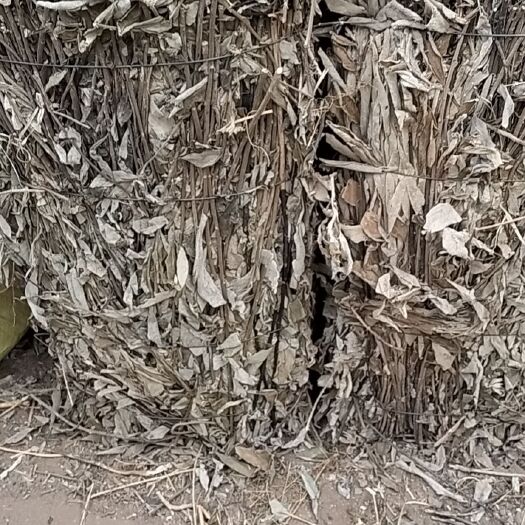 广南县羊耳菊全草机压件