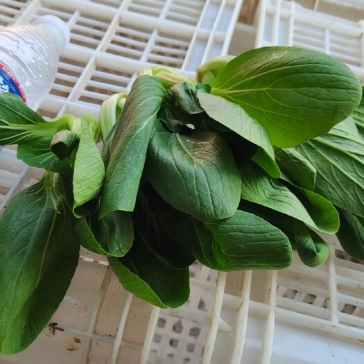曹县上海青 蔬菜，油菜，快菜，