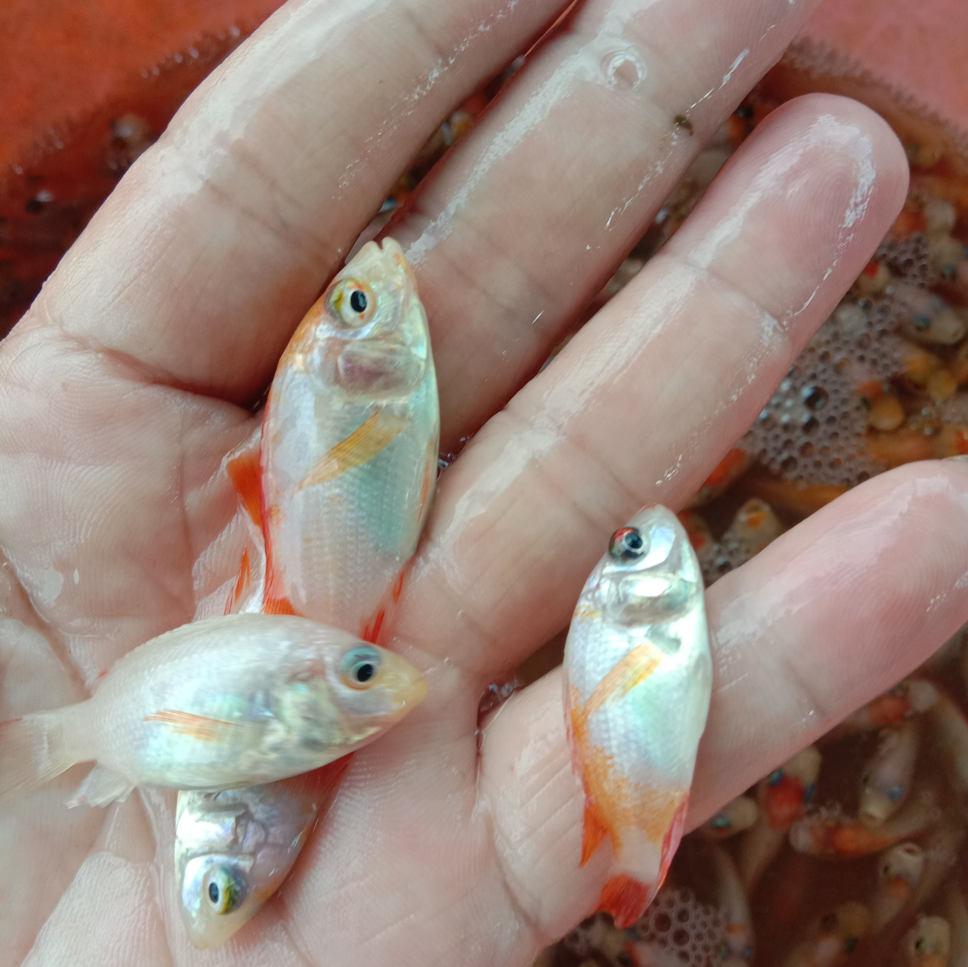 红罗非鱼苗，红罗非。