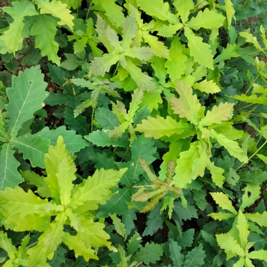 新宾县出售二年蒙古栎苗  好苗接受预定  口碑推荐