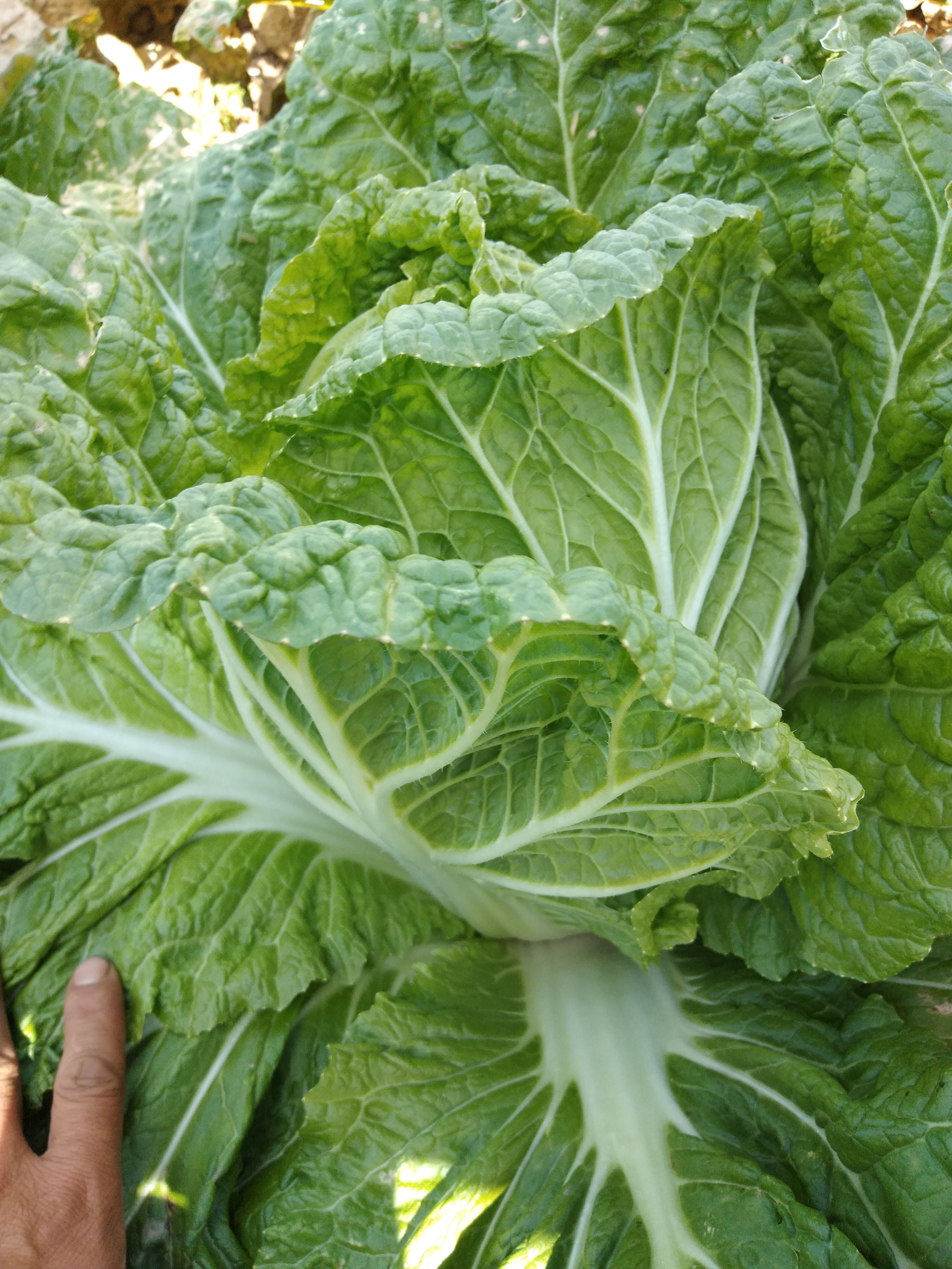 【熱賣河北黃心大白菜】質(zhì)量好耐運(yùn)輸。對接全國客戶