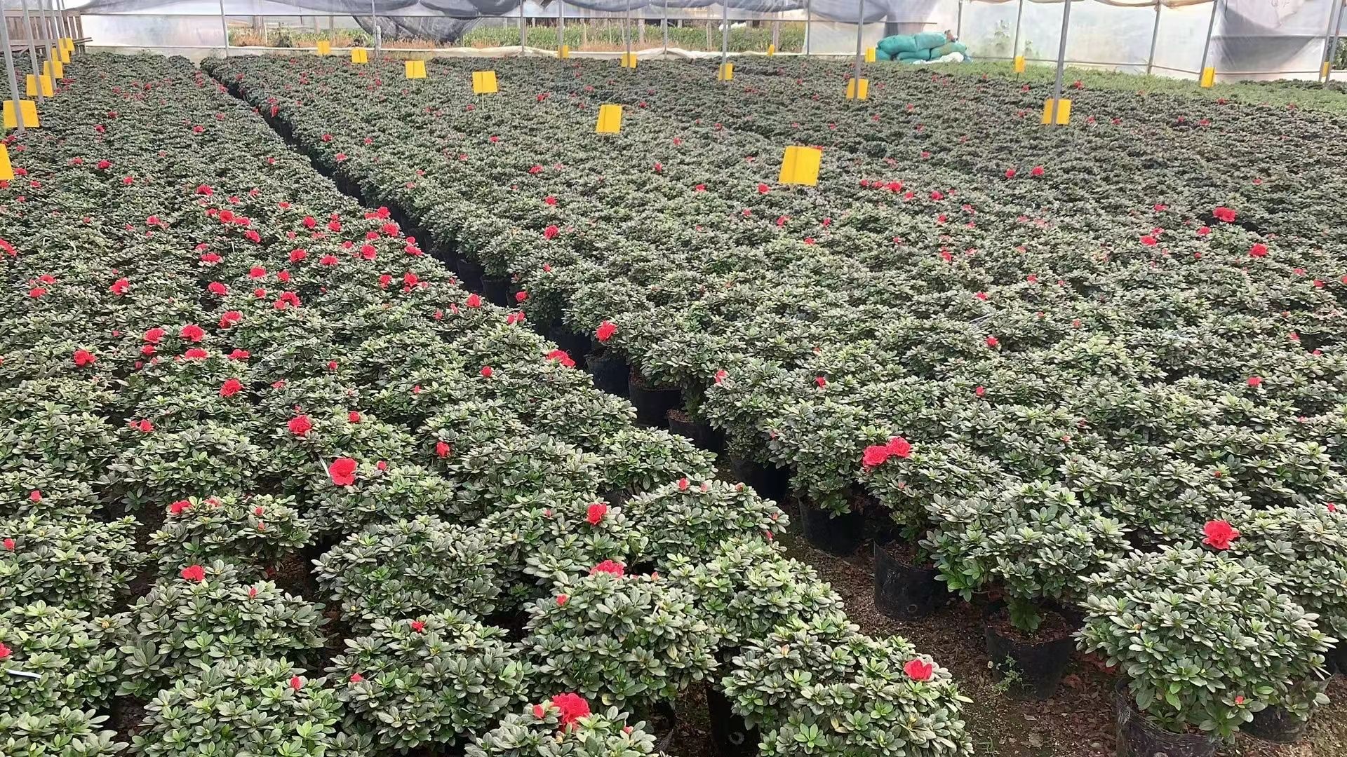  基地直供 各种规格的精品杜鹃： 杨梅红 小桃红 樱桃红