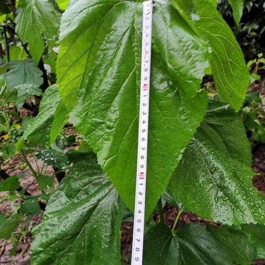 桑树苗  强桑1号 养蚕专用大叶桑苗  强桑一号