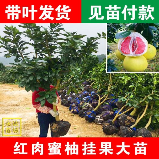 平和县红心柚苗  带土球红肉蜜柚苗挂果苗，红肉红心柚子苗挂果树苗，