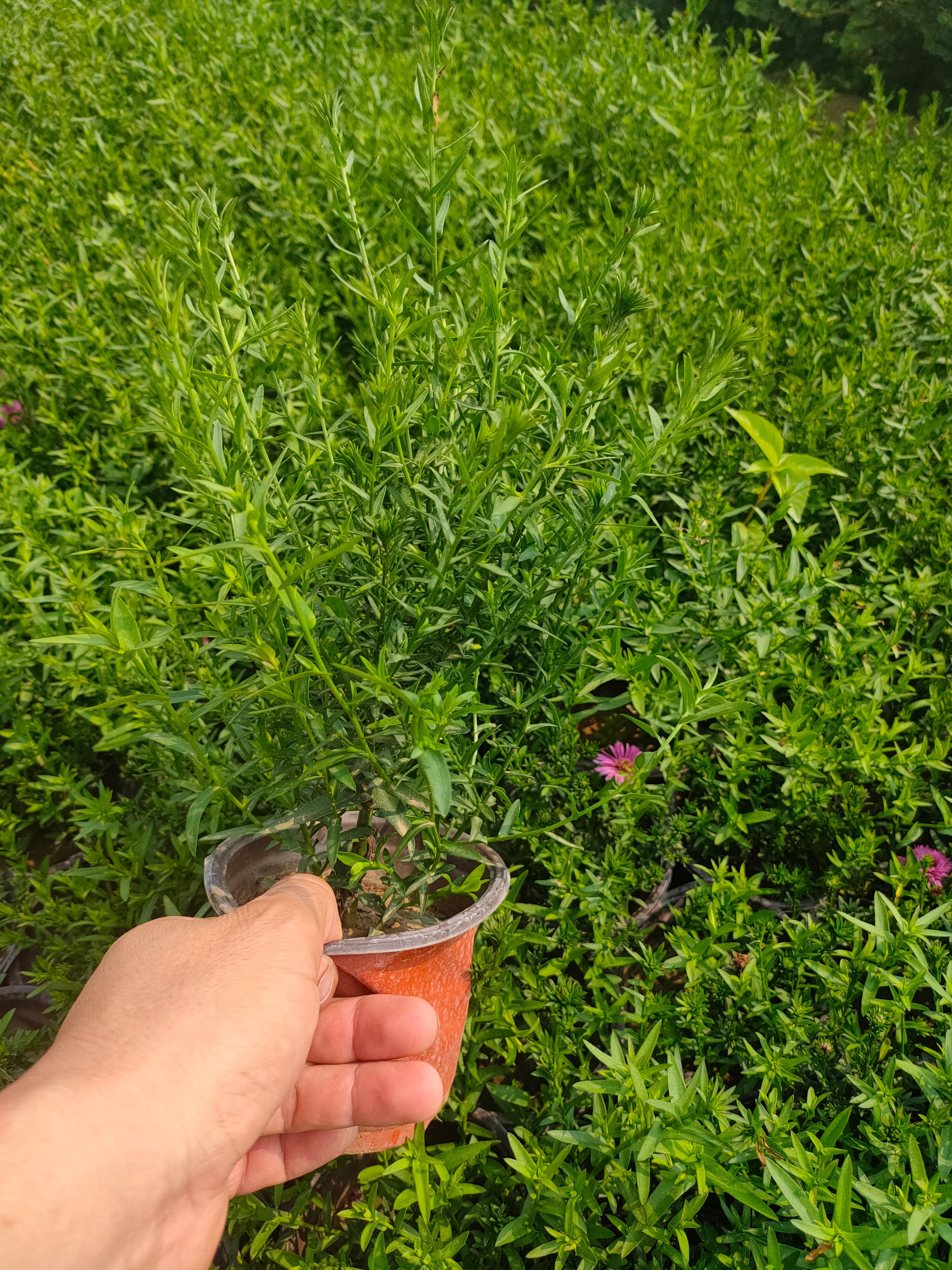 荷兰菊双色盆，荷兰菊小盆工程苗，荷兰菊自产自销大量供应
