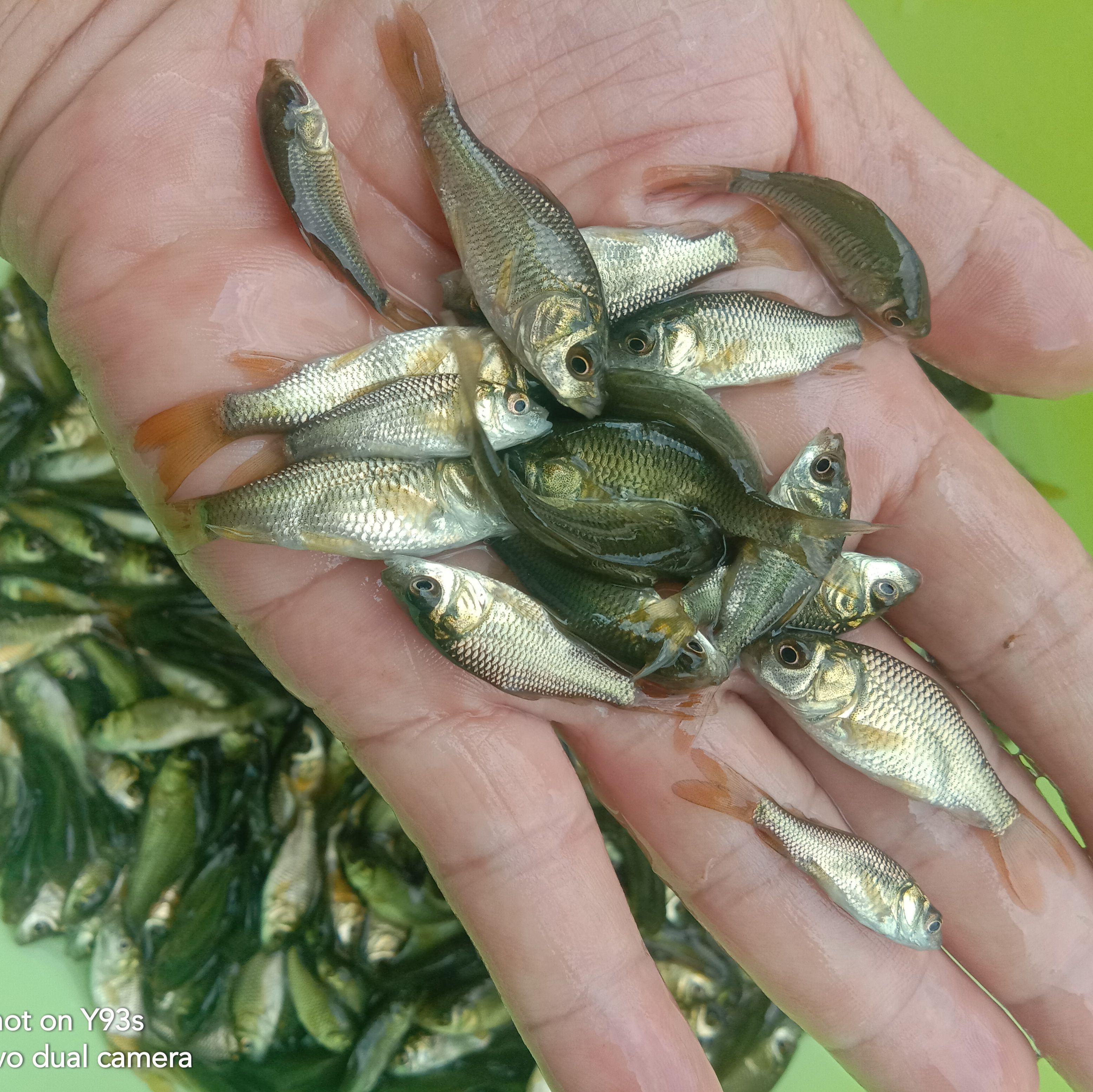 鲫鱼苗  快大鲫鱼