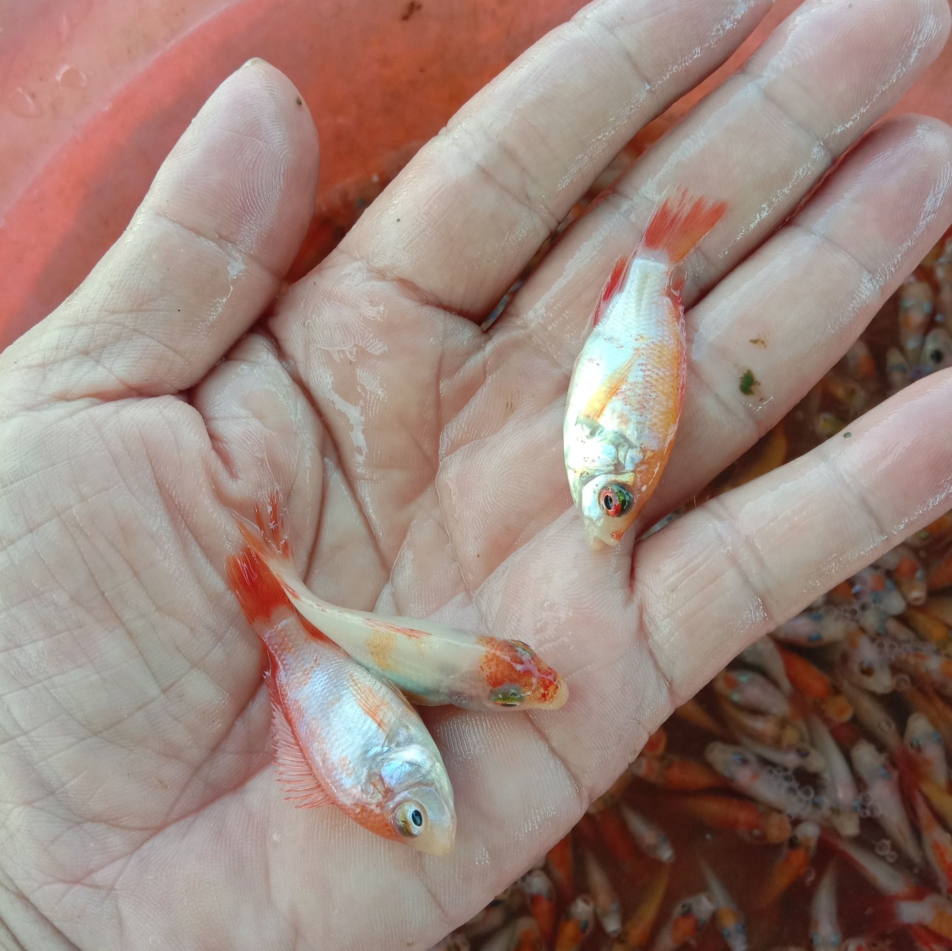 红罗非鱼苗，红罗非。