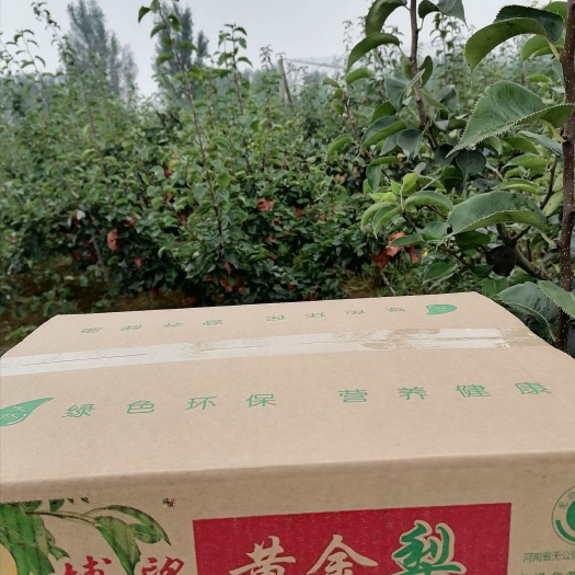 方城县 黄金梨大量现货