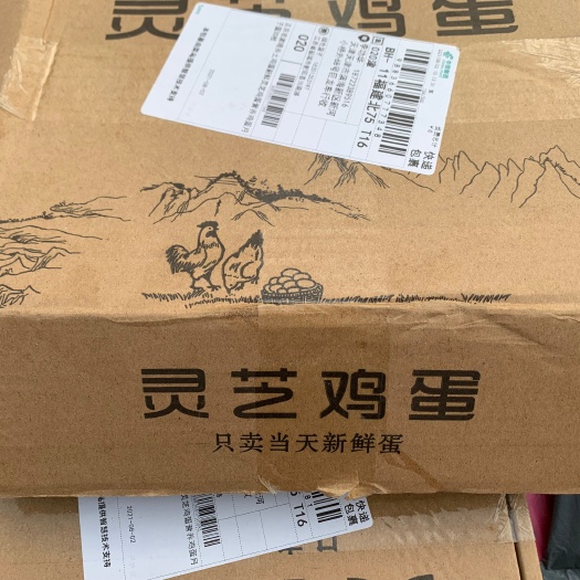 天津土鸡蛋  灵芝鸡蛋