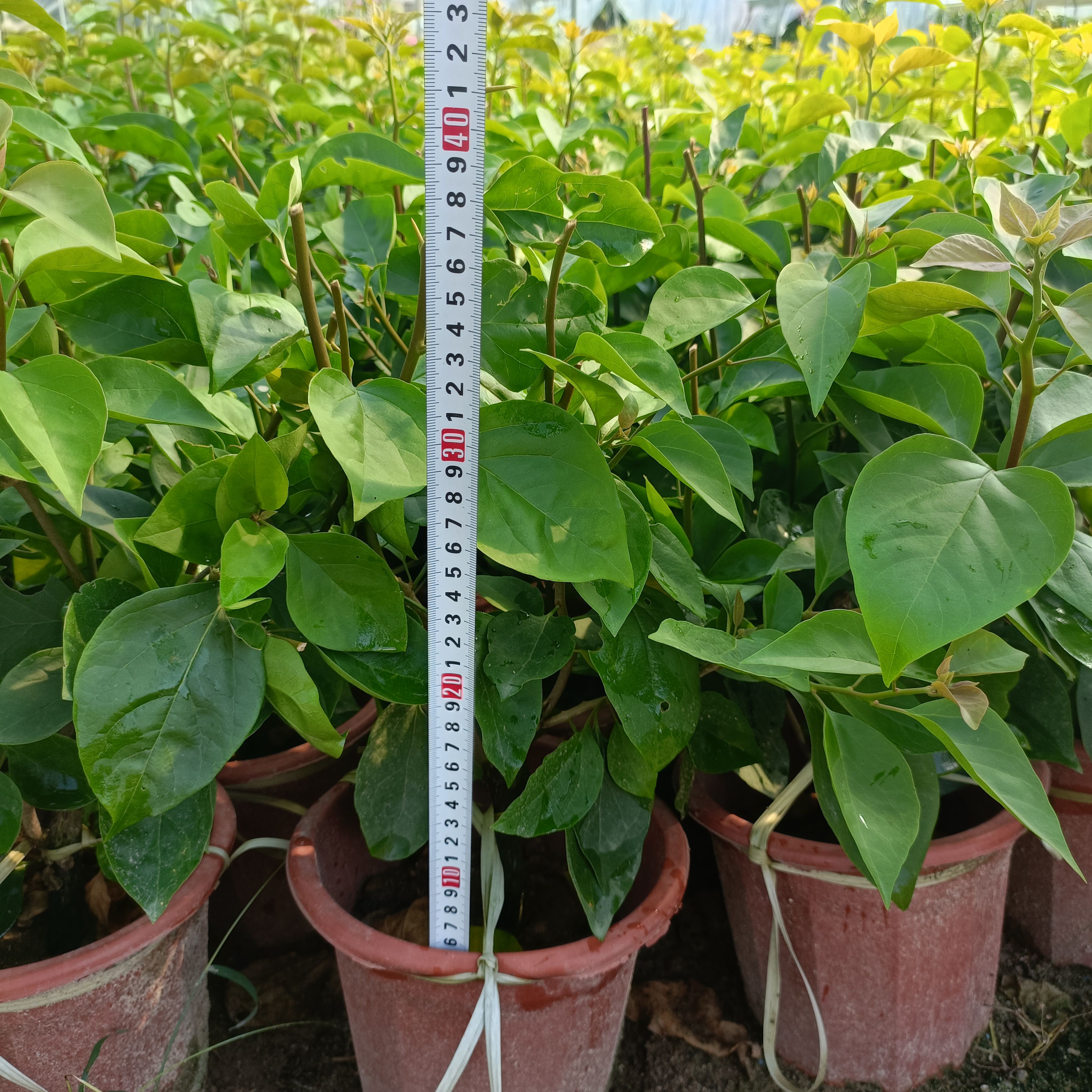 红花三角梅  三角梅小红盆