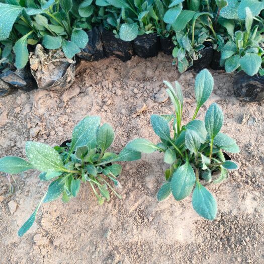 青州市黑心菊苗 多芽黑心菊基地，多年生宿根黑心菊专业种植自产自销6