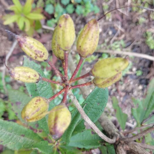 岳西县黄花杜鹃种子 羊踯躅种子 闹羊花种子