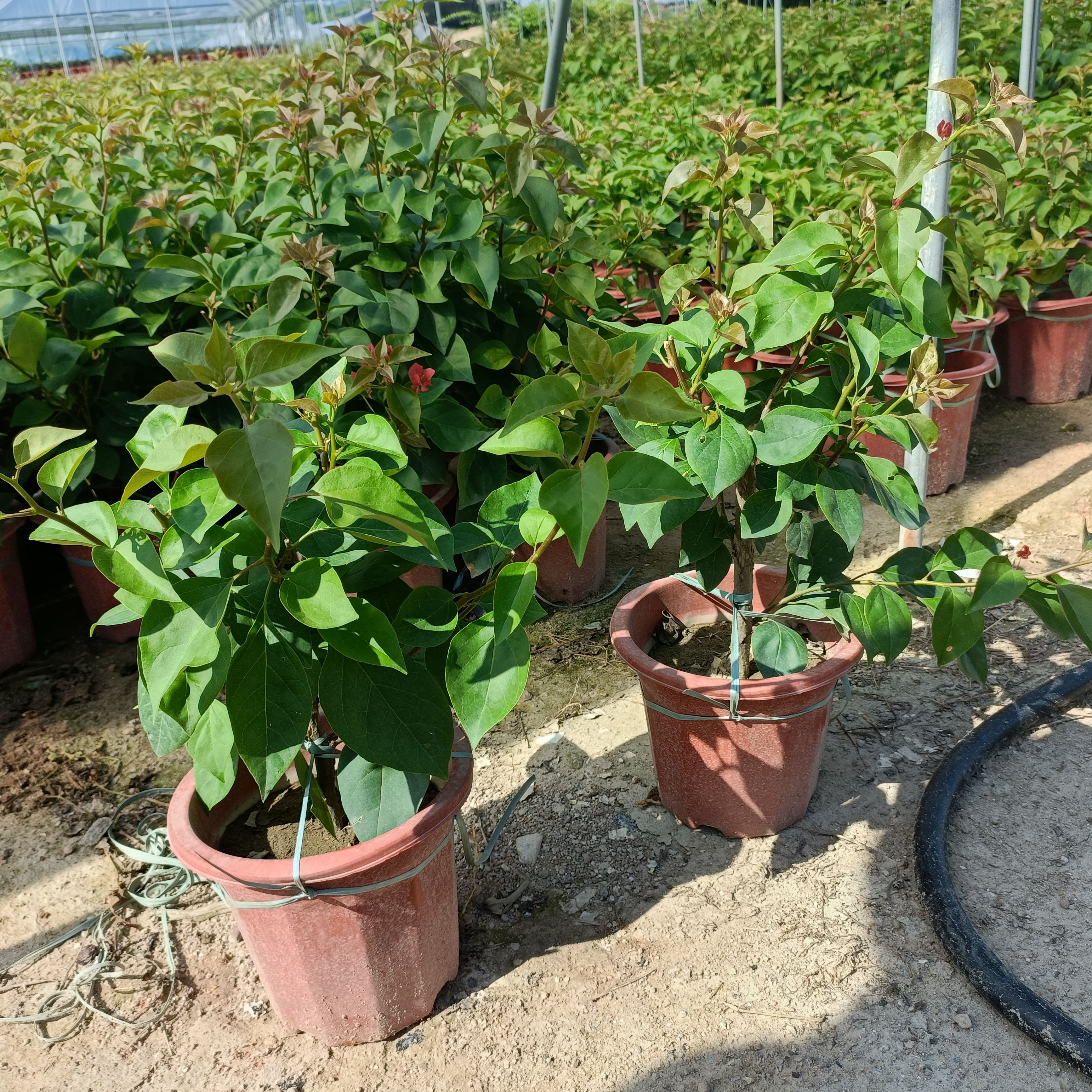 红花三角梅  三角梅小红盆