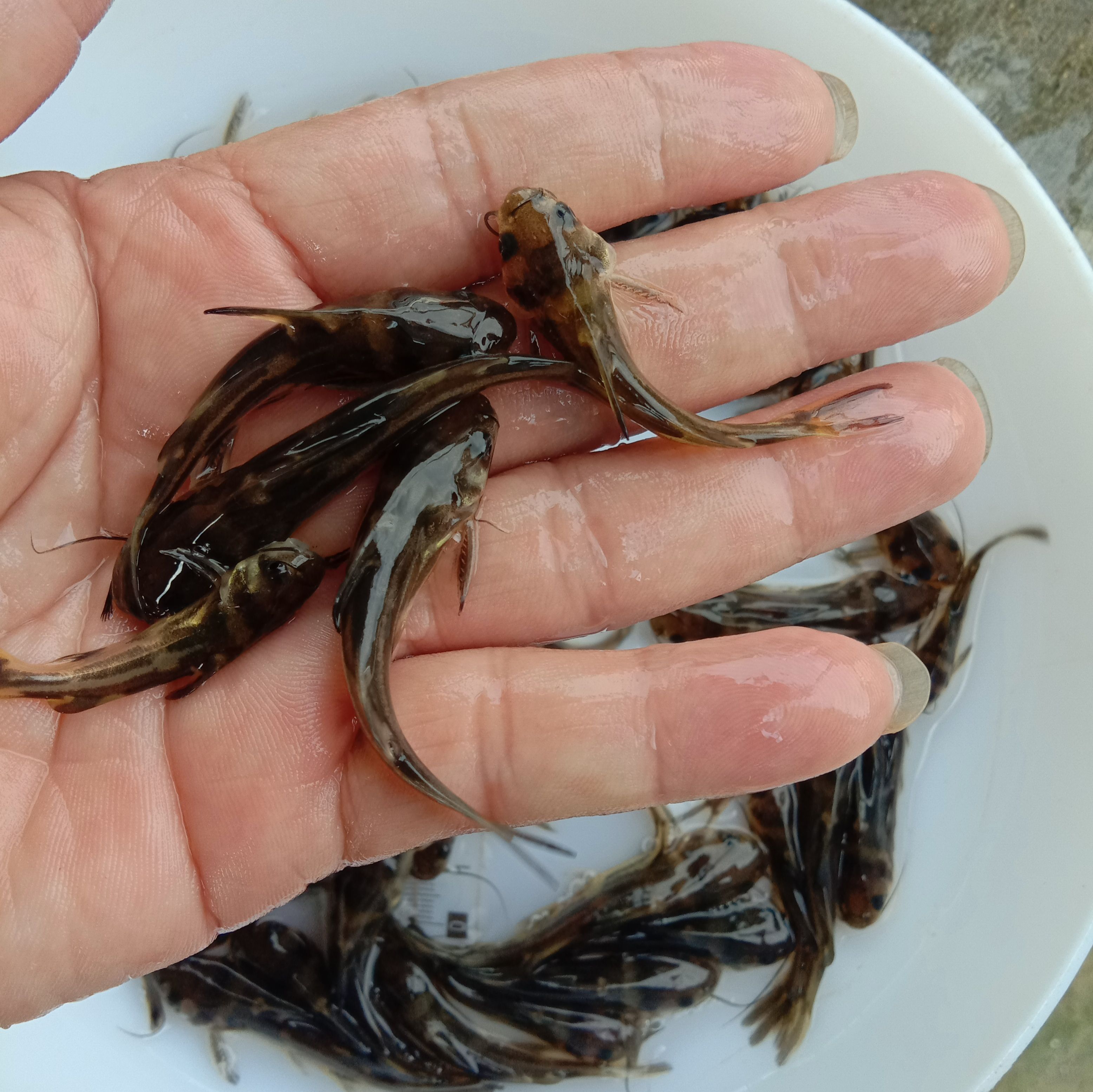 黄颡鱼苗  黄骨鱼，又名黄颡鱼，黄辣丁鱼饲料为主，量大从优。