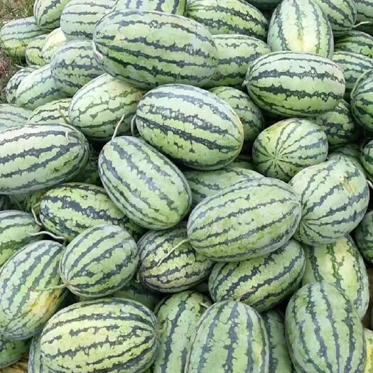 沅江市华耐0901品种原815品种  沅江南湾湖鱼塘干子上有机815西瓜大丰收，瓜型漂亮，甜份高