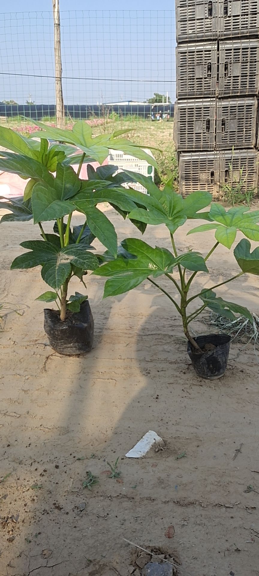  八角金盘50公分，60公分，