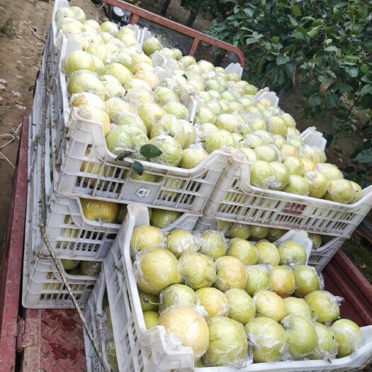 衡水皇冠梨 售膜袋黄冠梨