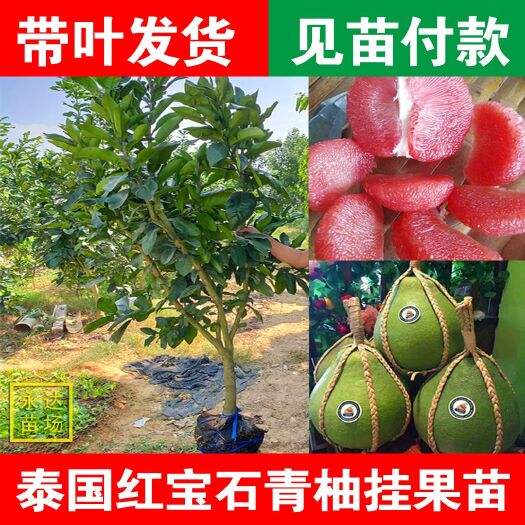 平和县带土球泰国红宝石柚苗，带土球红宝石青柚苗，红宝石柚苗挂果树苗