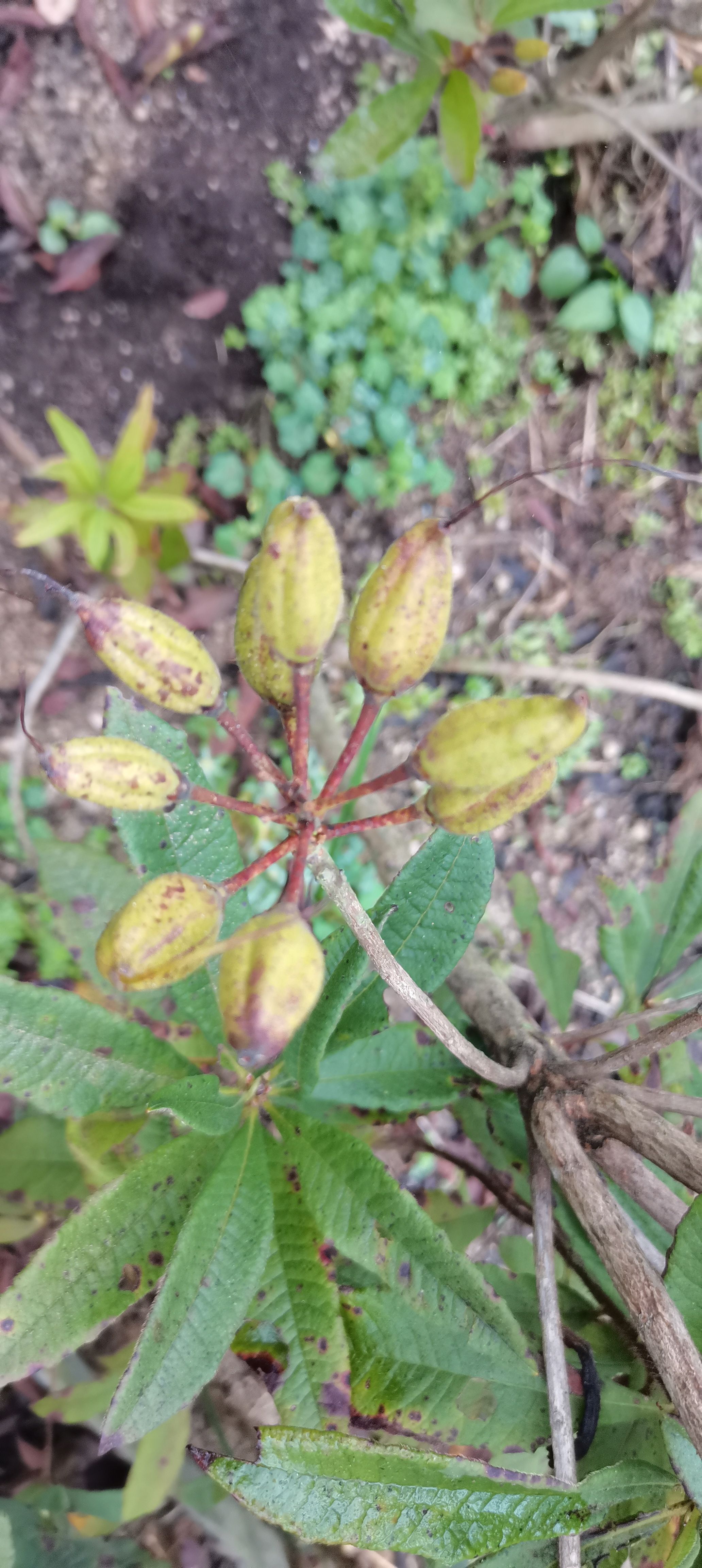 黄花杜鹃种子 羊踯躅种子 闹羊花种子