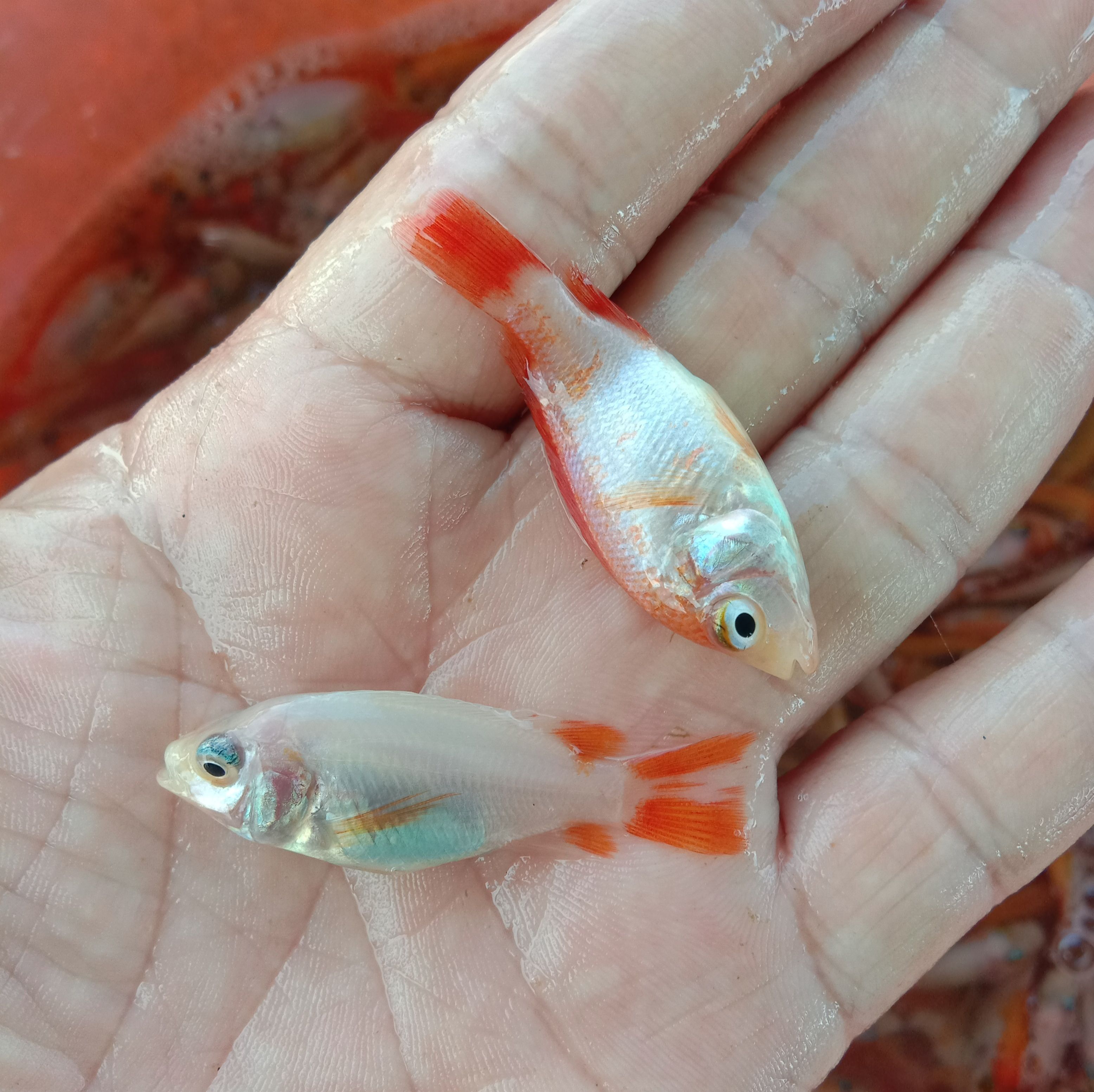 红罗非鱼苗，红罗非。