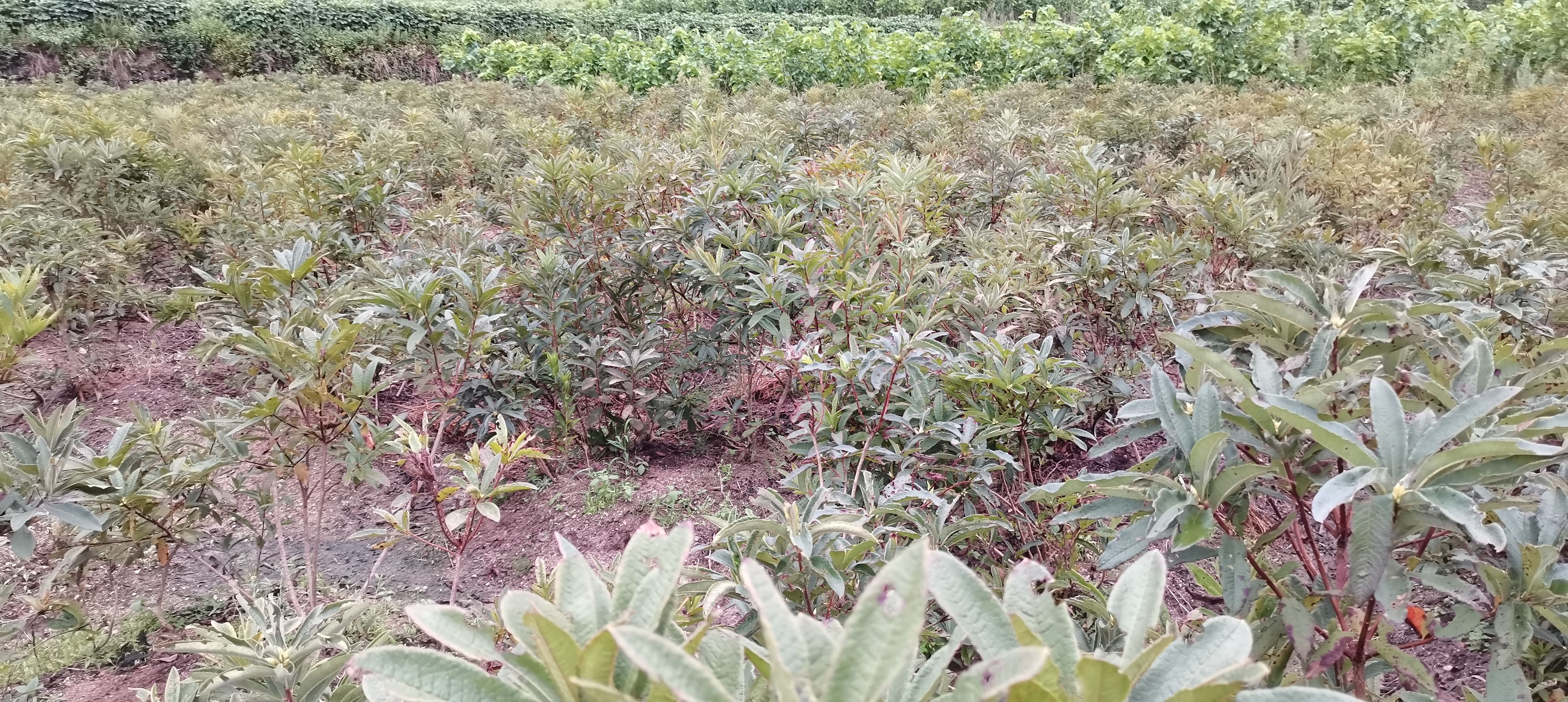 黄花杜鹃种子 羊踯躅种子 闹羊花种子