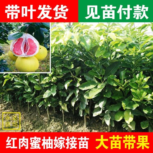 平和县红心柚苗  福建红心蜜柚苗，平和县红肉蜜柚苗