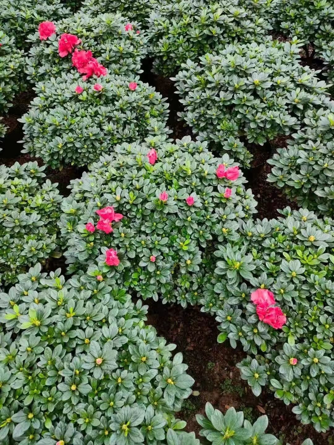  基地直供 各种规格的精品杜鹃： 杨梅红 小桃红 樱桃红