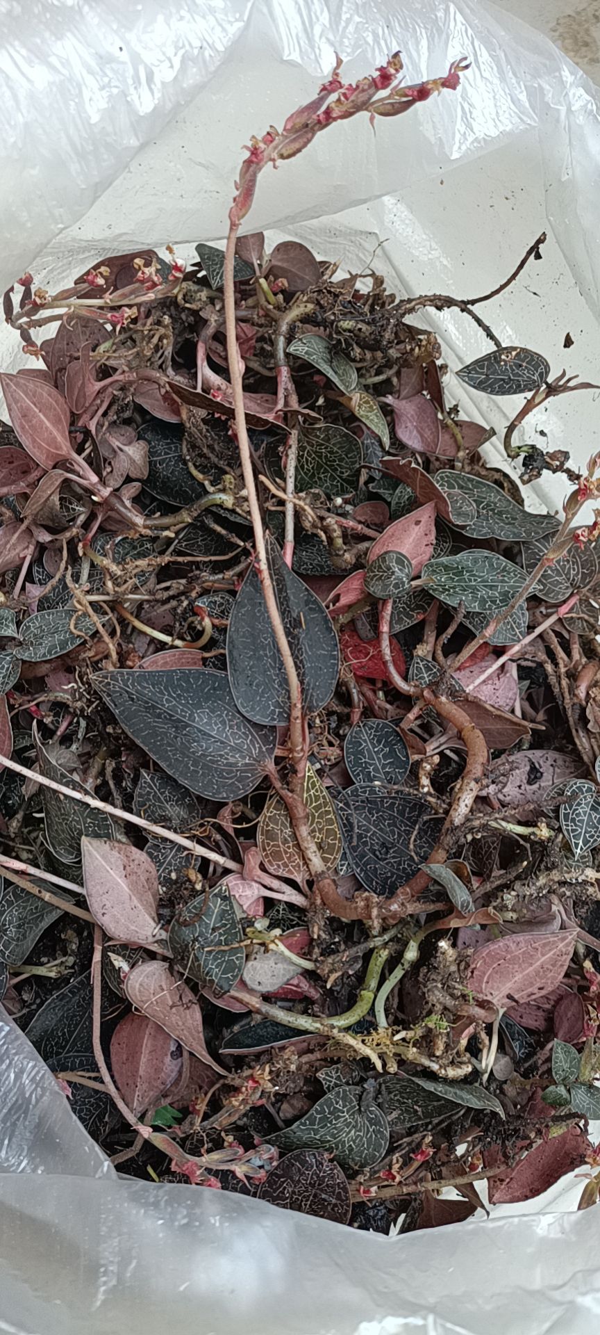  金线莲上等的脏药材