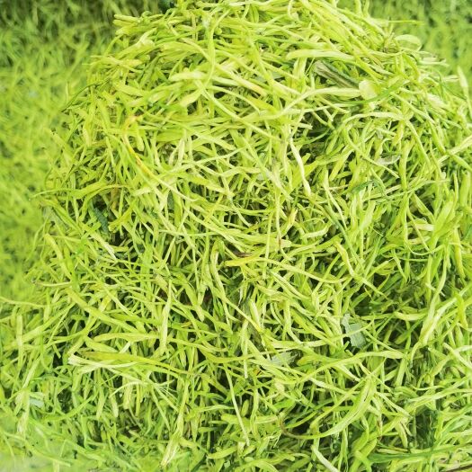 隆回县 金银花茶