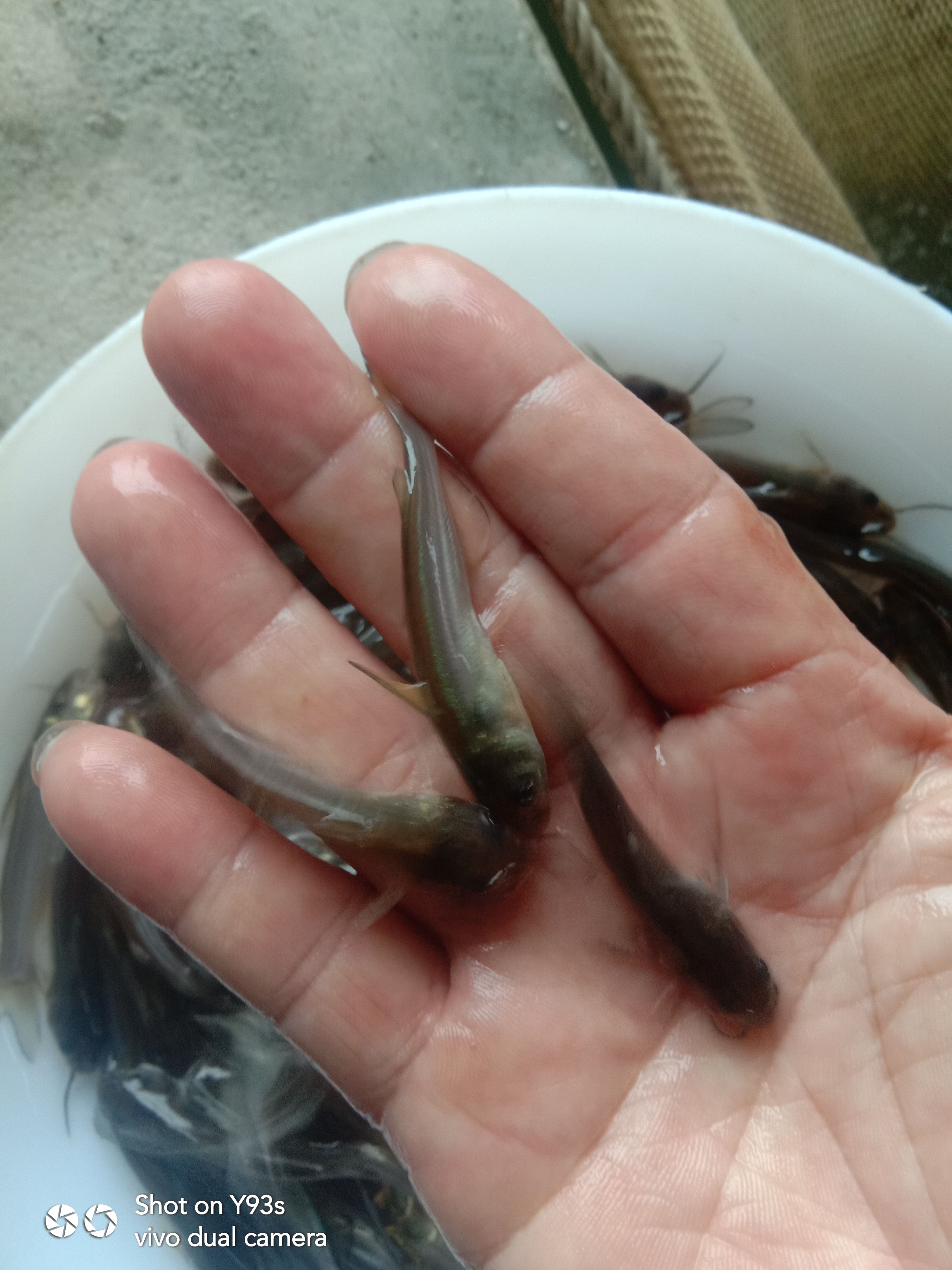 叉尾鮰鱼苗，斑点叉尾鮰。